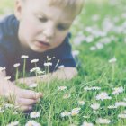 Close-up of Boy picking daisies on meadow — Stock Photo