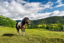 Vue panoramique du cheval dans les champs sous un ciel nuageux — Photo de stock