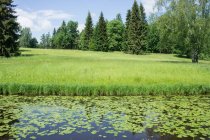 Красиві зелений свіжі галявині біля озера — стокове фото