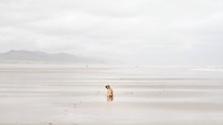 Vue arrière du carlin assis sur la plage — Photo de stock