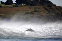 Живописный вид дельфина, выпрыгивающего из океана — стоковое фото