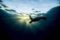 Schildkröte schwimmt bei Sonnenstrahlen unter Wasser — Stockfoto