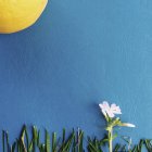 Flor conceitual e sol no fundo azul — Fotografia de Stock