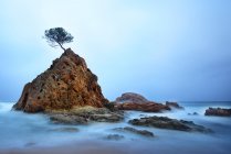 Vue panoramique de l'arbre sur les rochers brumeux — Photo de stock