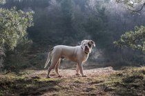 Viejo Tyme Bulldog en el parque a la luz del sol de la mañana - foto de stock