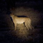Alerted Cheetah standing on grass at night — Stock Photo
