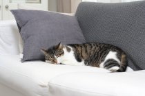 Gato fofo dormindo no sofá em casa — Fotografia de Stock