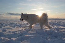 Chien husky blanc marchant dans la neige — Photo de stock