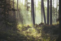 Sonnenstrahl beleuchtet Unterholz-Pfad im Wald — Stockfoto