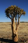 Einsamer Köcherbaum in der Wüste, Namibia — Stockfoto