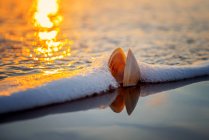 Closeup view of shell in wave on beach — Stock Photo