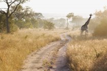 Girafe drôle dans la brousse, Afrique du Sud — Photo de stock