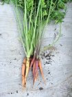 Свіжа підібрана різнокольорова морква зі стеблами на дереві — стокове фото