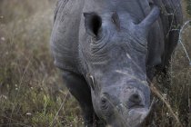 Vista de cerca del rinoceronte en arbusto sobre hierba, Sudáfrica - foto de stock