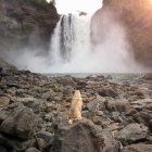 Вид спереду собаки мопса, дивлячись на красивий водоспад — стокове фото