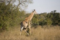 Wunderschöne wilde giraffe auf safari, südafrika, kruger nationalpark — Stockfoto