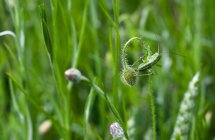 Close-up de grilo verde sentado na flor — Fotografia de Stock
