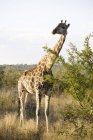 Жираф в сафари смотрит в камеру, Южная Африка, Национальный парк Крюгера — стоковое фото