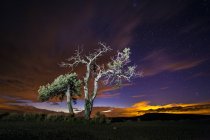 Величний вид на дерева під зоряним небом — стокове фото