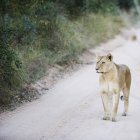Bella leonessa selvaggia in piedi su strada sterrata, Sud Africa — Foto stock