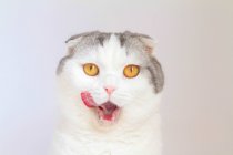 Primo piano Ritratto di gatto scozzese affamato di Piega su sfondo grigio — Foto stock