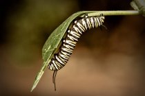 Primer plano de la oruga monarca en la hoja sobre fondo marrón - foto de stock