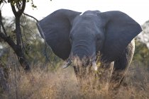 Vista de perto do elefante africano selvagem em safari, África do Sul, Parque Nacional Kruger — Fotografia de Stock