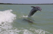 Vista panorâmica do golfinho pulando para fora do oceano — Fotografia de Stock