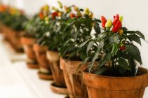 Chilly peppers growing in pots, closeup — Stock Photo