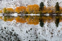 Scenic view of first snow in forest by lake — Stock Photo