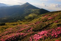 Beautiful view of rhododendrons blooming at Hoverla in Carpathian mountains, Ukraine — Stock Photo
