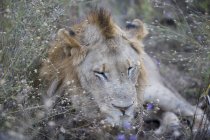 Lion sleeping in long grass, closeup — Stock Photo