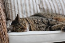 Nahaufnahme einer niedlichen Katze, die auf einem Stuhl liegt — Stockfoto