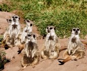 Seis suricatas sentadas en la arena en la naturaleza - foto de stock