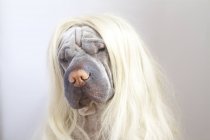 Close-up Retrato de um cão Shar pei vestindo peruca loira longa — Fotografia de Stock