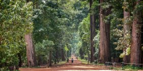 Camboja, Angkor, Vista panorâmica do parque com árvores velhas — Fotografia de Stock