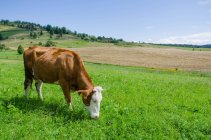 Vista panoramica di mucca al pascolo in campo — Foto stock