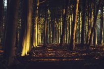 Величний вид на перше сонце в осінньому лісі — стокове фото