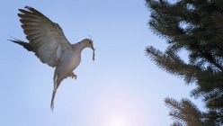 Uccello colomba volante con ramoscello nel becco — Foto stock