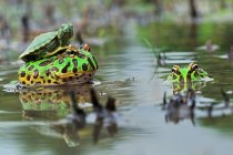 Черепаха сидить на жабі у воді, крупним планом — стокове фото