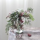 Зелені рослини з червоними ягодами у вазі на столі — стокове фото