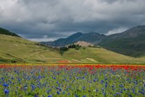 Itália, Úmbria, Perugia, Castelluccio, Paisagem com campo cheio de flores — Fotografia de Stock