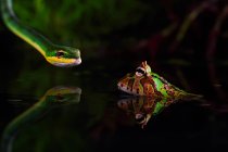 Закри змії полювання жаба в озеро — стокове фото