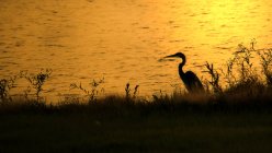 Силует чапля птах, сидячи на заході сонця в дикої природи — стокове фото