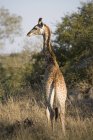 Vue arrière de girafe debout dans l'herbe, Afrique du Sud — Photo de stock
