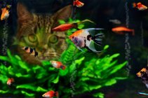Gato buscando peces escalares en acuario - foto de stock