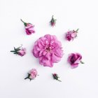 Rose buds in circle around rose head — Stock Photo