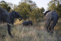 Grupo de majestuosos elefantes en la naturaleza salvaje - foto de stock