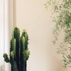 Vista de primer plano del cactus y otras plantas que crecen en interiores - foto de stock