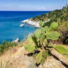 Kaktusfeige auf Klippen am Meer, Karamanis, Zakynthos, Griechenland — Stockfoto